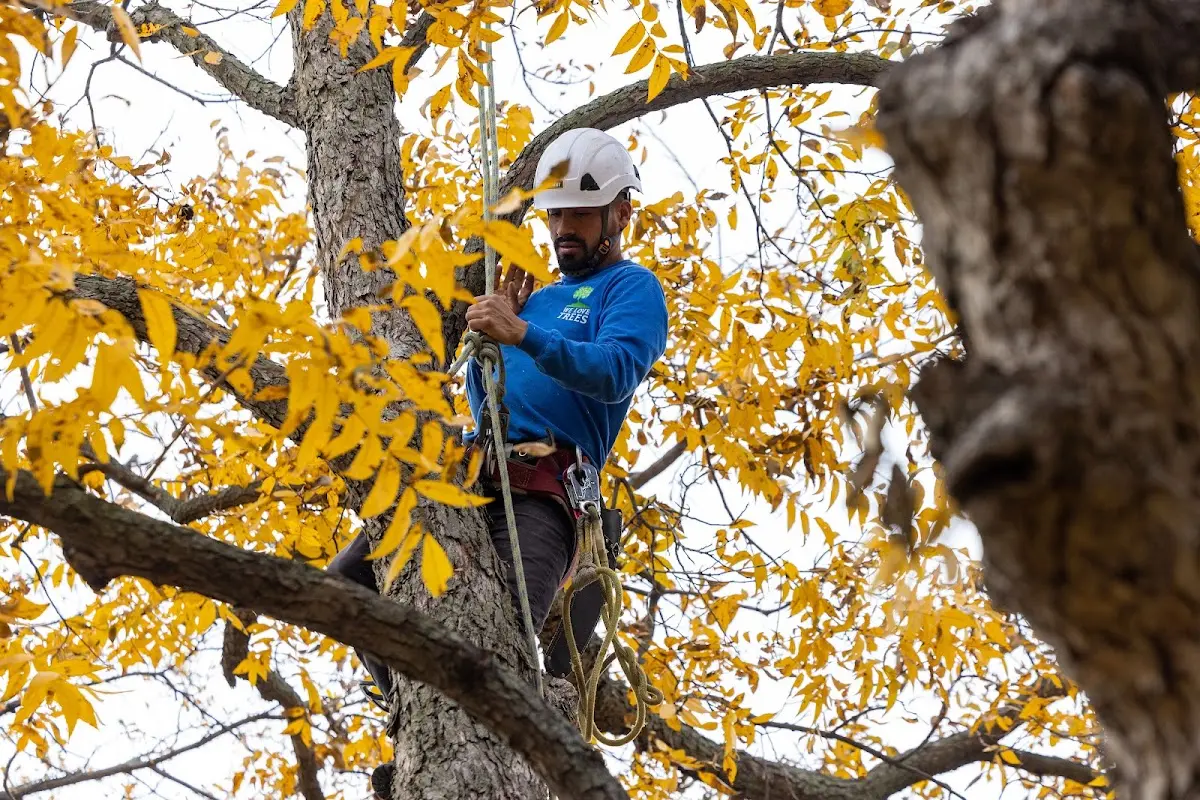 Skilled Tree Transplanting crew working in Park City